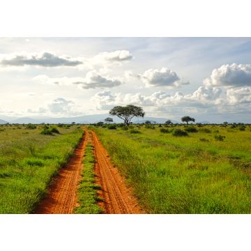 Lais Puzzle - Giraffen im Nationalpark Tsavo Ost, Tsavo West und Amboseli in Kenia - 1.000 Teile