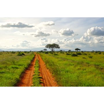 Lais Puzzle - Giraffen im Nationalpark Tsavo Ost, Tsavo West und Amboseli in Kenia - 2.000 Teile