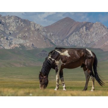 Lais Puzzle - Pferd auf einer Wiese in den Bergen Kirgisistans - 40, 100, 200, 500, 1.000 & 2.000 Teile