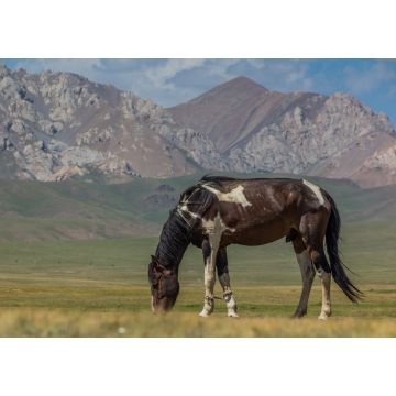 Lais Puzzle - Pferd auf einer Wiese in den Bergen Kirgisistans - 1.000 Teile