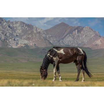Lais Puzzle - Pferd auf einer Wiese in den Bergen Kirgisistans - 2.000 Teile
