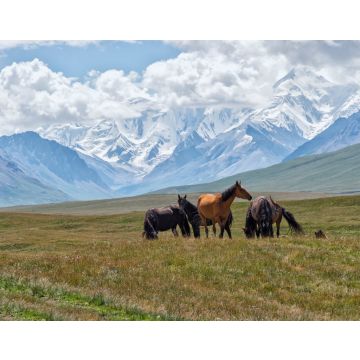 Lais Puzzle - Pferde grasen vor den schneebedeckten Bergen des Tien Shan, Sary Jaz-Tal, Region Issyk Kul, Kirgisistan - 40, 100, 200, 500, 1.000 & 2.000 Teile