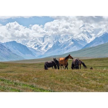Lais Puzzle - Pferde grasen vor den schneebedeckten Bergen des Tien Shan, Sary Jaz-Tal, Region Issyk Kul, Kirgisistan - 1.000 Teile