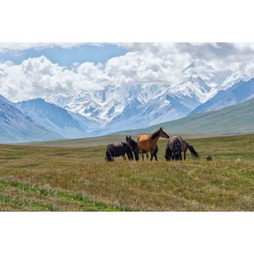 Lais Puzzle - Pferde grasen vor den schneebedeckten Bergen des Tien Shan, Sary Jaz-Tal, Region Issyk Kul, Kirgisistan - 2.000 Teile