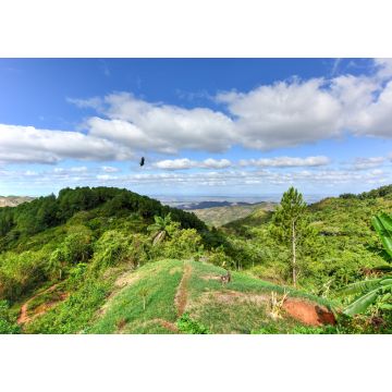 Lais Puzzle - Tropische Landschaft - Cienfuegos, Kuba - 1.000 Teile