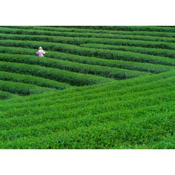 Lais Puzzle - Teearbeiter beim Pflücken von Teeblättern in einer Teeplantage - 1.000 Teile