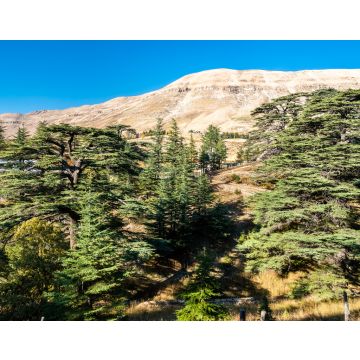 Lais Puzzle - Die Zedern Gottes in Bsharri im Libanon - 40, 100, 200, 500, 1.000 & 2.000 Teile