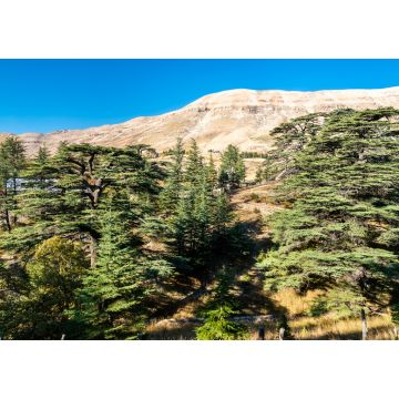 Lais Puzzle - Die Zedern Gottes in Bsharri im Libanon - 1.000 Teile