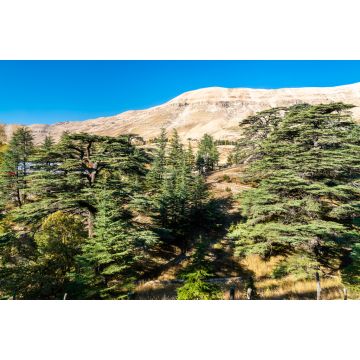 Lais Puzzle - Die Zedern Gottes in Bsharri im Libanon - 2.000 Teile