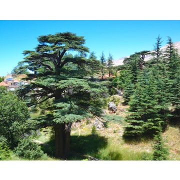 Lais Puzzle - Libanesische Zeder. Cedar of God, in Bsharri gelegen, ist einer der letzten Überreste der riesigen Wälder von Libanon-Zeder, die einst über den Berg Libanon gediehen. Die Zeder ist ein Symbol des Libanon - 40, 100, 200, 500, 1.000 & 2.000...