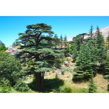 Lais Puzzle - Libanesische Zeder. Cedar of God, in Bsharri gelegen, ist einer der letzten Überreste der riesigen Wälder von Libanon-Zeder, die einst über den Berg Libanon gediehen. Die Zeder ist ein Symbol des Libanon - 1.000 Teile