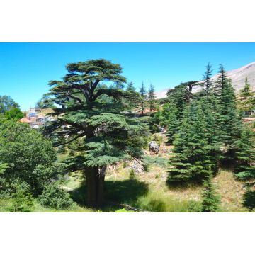 Lais Puzzle - Libanesische Zeder. Cedar of God, in Bsharri gelegen, ist einer der letzten Überreste der riesigen Wälder von Libanon-Zeder, die einst über den Berg Libanon gediehen. Die Zeder ist ein Symbol des Libanon - 2.000 Teile