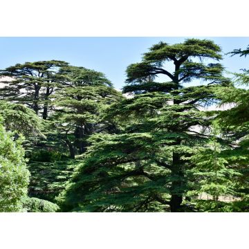 Lais Puzzle - Zedernbäume bei den Zedern Gottes, Libanon - 1.000 Teile