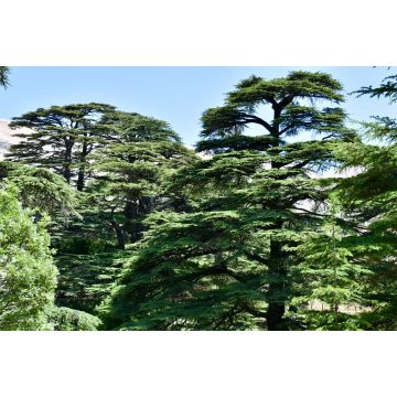 Lais Puzzle - Zedernbäume bei den Zedern Gottes, Libanon - 2.000 Teile