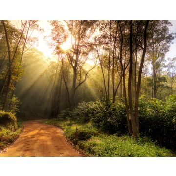 Lais Puzzle - Wunderschöner Sonnenaufgang im Dschungel von Andasibe-Mantadia, Madagaskar - 40, 100, 200, 500, 1.000 & 2.000 Teile