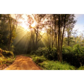 Lais Puzzle - Wunderschöner Sonnenaufgang im Dschungel von Andasibe-Mantadia, Madagaskar - 2.000 Teile