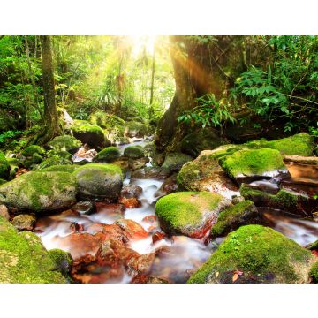 Lais Puzzle - Schöner Blick auf einen Bach im Regenwalddschungel des Masoala-Nationalparks in Madagaskar, einem UNESCO-Welterbe - 40, 100, 200, 500, 1.000 & 2.000 Teile