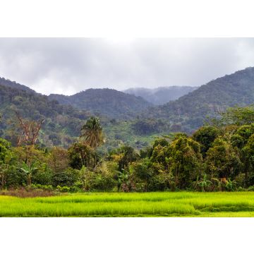 Lais Puzzle - Schöne Landschaft des Masoala-Nationalparks, Primärwald, in Madagaskar - 500, 1.000 & 2.000 Teile