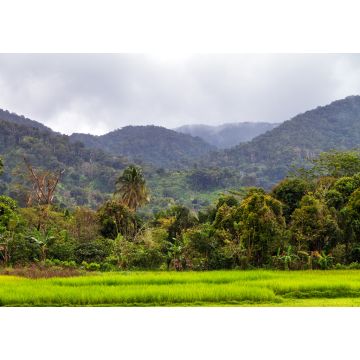 Lais Puzzle - Schöne Landschaft des Masoala-Nationalparks, Primärwald, in Madagaskar - 1.000 Teile