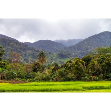 Lais Puzzle - Schöne Landschaft des Masoala-Nationalparks, Primärwald, in Madagaskar - 2.000 Teile
