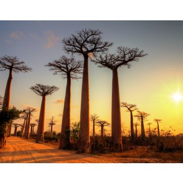 Lais Puzzle - Schöne Baobab-Bäume bei Sonnenuntergang an der Allee der Baobabs in Madagaskar - 40, 100, 200, 500, 1.000 & 2.000 Teile