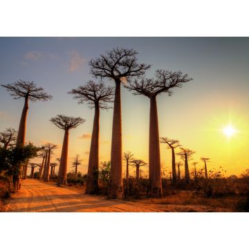 Lais Puzzle - Schöne Baobab-Bäume bei Sonnenuntergang an der Allee der Baobabs in Madagaskar - 1.000 Teile