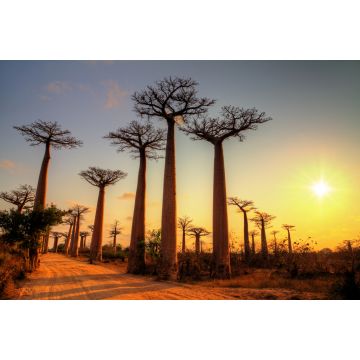 Lais Puzzle - Schöne Baobab-Bäume bei Sonnenuntergang an der Allee der Baobabs in Madagaskar - 2.000 Teile