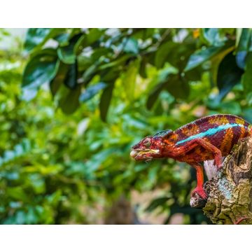 Lais Puzzle - Chamäleon streckt seine lange klebrige Zunge heraus, um eine Grille in den Urwäldern des Andasibe-Nationalparks im Osten Madagaskars zu fangen - 40, 100, 200, 500, 1.000 & 2.000 Teile
