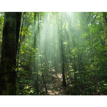 Lais Puzzle - Nosy Mangabe Forest - in der Nähe von Madagaskars Masoala National Park - 40, 100, 200, 500, 1.000 & 2.000 Teile