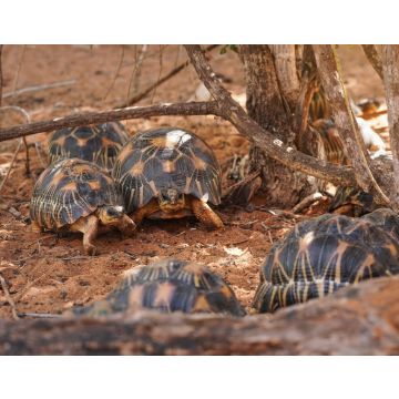 Lais Puzzle - Strahlenschildkröten - Astrochelys radiata - vom Aussterben bedrohte Schildkrötenart, endemisch in Madagaskar, die in der Nähe von Bäumen auf dem Boden laufen - 40, 100, 200, 500, 1.000 & 2.000 Teile