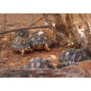 Lais Puzzle - Strahlenschildkröten - Astrochelys radiata - vom Aussterben bedrohte Schildkrötenart, endemisch in Madagaskar, die in der Nähe von Bäumen auf dem Boden laufen - 1.000 Teile