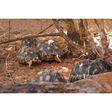 Lais Puzzle - Strahlenschildkröten - Astrochelys radiata - vom Aussterben bedrohte Schildkrötenart, endemisch in Madagaskar, die in der Nähe von Bäumen auf dem Boden laufen - 2.000 Teile