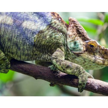 Lais Puzzle - Das Parsons-Chamäleon (Calumma parsonii) ist eine große Chamäleonart, eine Eidechse aus der Familie der Chamaeleonidae. Es ist endemisch in Madagaskar - 40, 100, 200, 500, 1.000 & 2.000 Teile