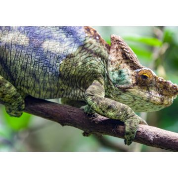 Lais Puzzle - Das Parsons-Chamäleon (Calumma parsonii) ist eine große Chamäleonart, eine Eidechse aus der Familie der Chamaeleonidae. Es ist endemisch in Madagaskar - 1.000 Teile