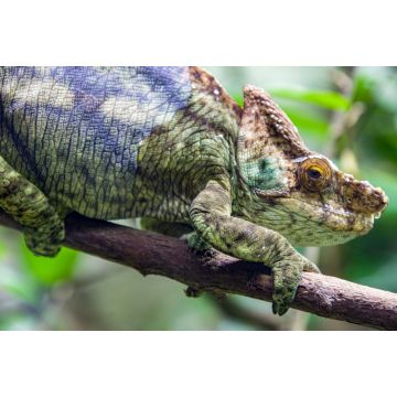 Lais Puzzle - Das Parsons-Chamäleon (Calumma parsonii) ist eine große Chamäleonart, eine Eidechse aus der Familie der Chamaeleonidae. Es ist endemisch in Madagaskar - 2.000 Teile