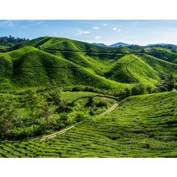Lais Puzzle - Teeplantage auf einem Berg in den Cameron Highlands, Malaysia - 40, 100, 200, 500, 1.000 & 2.000 Teile