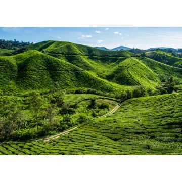 Lais Puzzle - Teeplantage auf einem Berg in den Cameron Highlands, Malaysia - 1.000 Teile