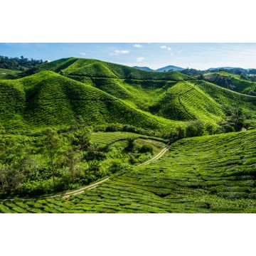 Lais Puzzle - Teeplantage auf einem Berg in den Cameron Highlands, Malaysia - 2.000 Teile