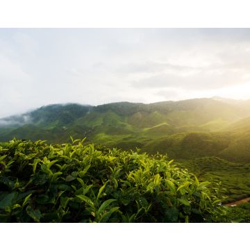 Lais Puzzle - Beeindruckende Landschaft in Malaysia. Blick auf eine Teeplantage bei Sonnenuntergang/Sonnenaufgang im Cameron Hochland, Malaysia. Natur Hintergrund mit nebligen - 40, 100, 200, 500, 1.000 & 2.000 Teile