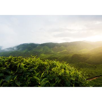 Lais Puzzle - Beeindruckende Landschaft in Malaysia. Blick auf eine Teeplantage bei Sonnenuntergang/Sonnenaufgang im Cameron Hochland, Malaysia. Natur Hintergrund mit nebligen - 1.000 Teile