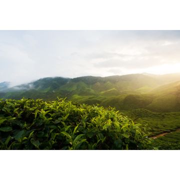 Lais Puzzle - Beeindruckende Landschaft in Malaysia. Blick auf eine Teeplantage bei Sonnenuntergang/Sonnenaufgang im Cameron Hochland, Malaysia. Natur Hintergrund mit nebligen - 2.000 Teile