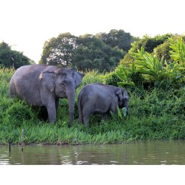 Lais Puzzle - Borneo-Zwergelefanten (Elephas maximus borneensis) - Borneo Malaysia Asien - 40, 100, 200, 500, 1.000 & 2.000 Teile