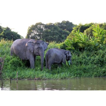 Lais Puzzle - Borneo-Zwergelefanten (Elephas maximus borneensis) - Borneo Malaysia Asien - 1.000 Teile