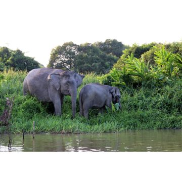 Lais Puzzle - Borneo-Zwergelefanten (Elephas maximus borneensis) - Borneo Malaysia Asien - 2.000 Teile