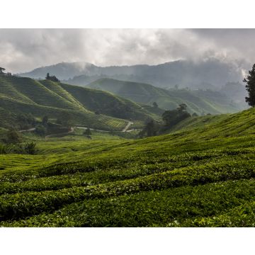 Lais Puzzle - Blick auf eine Teeplantage in den Cameron Highlands, Malaysia - 40, 100, 200, 500, 1.000 & 2.000 Teile