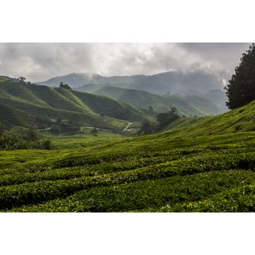 Lais Puzzle - Blick auf eine Teeplantage in den Cameron Highlands, Malaysia - 2.000 Teile