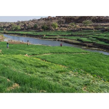 Lais Puzzle - Dogon-Landwirtschaft, Pays Dogon, Mali - 1.000 Teile