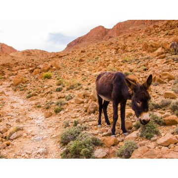 Lais Puzzle - Esel im Atlasgebirge, Tinghir, Marokko in Afrika - 40, 100, 200, 500, 1.000 & 2.000 Teile