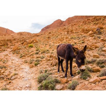 Lais Puzzle - Esel im Atlasgebirge, Tinghir, Marokko in Afrika - 1.000 Teile
