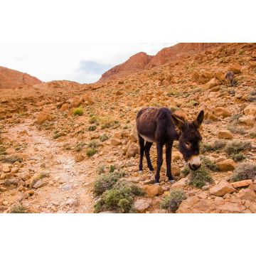 Lais Puzzle - Esel im Atlasgebirge, Tinghir, Marokko in Afrika - 2.000 Teile